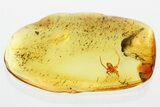 Detailed Fossil Spider (Araneae) In Baltic Amber #372607-1